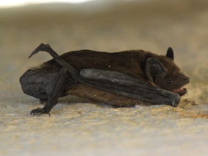 Sérotine commune (Eptesicus serotinus) © Thomas Galewski