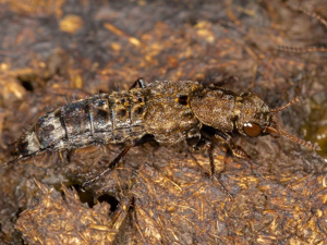 Staphylin cuivreux (Ontholestes murinus) © "raedwulf68"