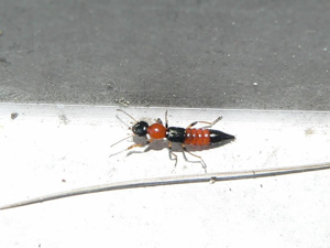 Staphylin rouge à tête noire & étuis bleus (Paederus riparius) © Alain Coppin