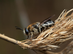 Stratiomys longicornis © Martin Galli