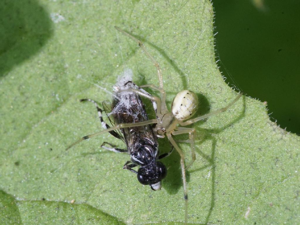 Théridion ovoïde (Enoplognatha ovata) © "goldfjnch"