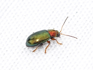 Altise dorée (Crepidodera aurata) © Sylvain Montagner
