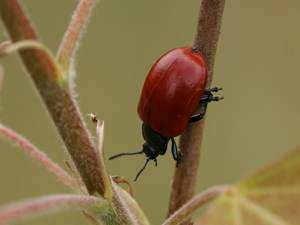 Chrysomèle du peuplier (Chrysomela populi) © Sylvain Montagner