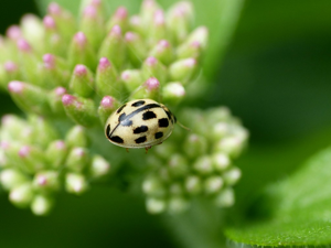 Coccinelle à damier (Propylea quatuordecimpunctata) © Morvan Debroize
