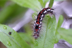 Cul-doré (Sphrageidus similis) © Morvan Debroize