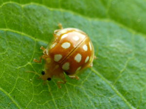 Grande coccinelle orange (Halyzia sedecimguttata) © Morvan Debroize