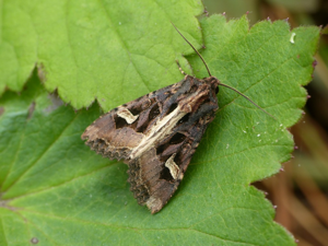 Noctuelle embrasée (Trigonophora flammea) © Morvan Debroize
