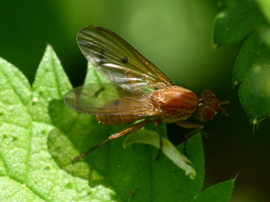 Tetanocera ferruginea © Morvan Debroize