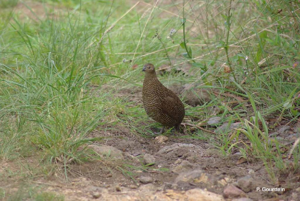 Caille des blés (Coturnix coturnix africana) © P. Gourdain