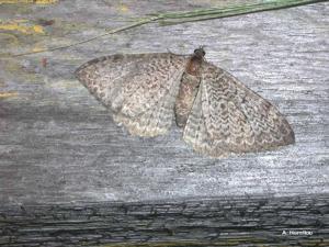 Phalène ondulée (La) (Hydria undulata) © A. Horellou
