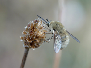 Bombylius sp. © Morvan Debroize