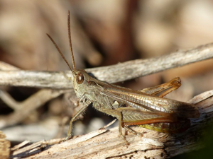 Criquet mélodieux (Chorthippus biguttulus) © Morvan Debroize