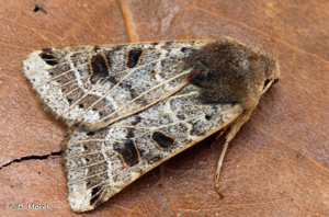 Agrochola lunosa © D. Morel