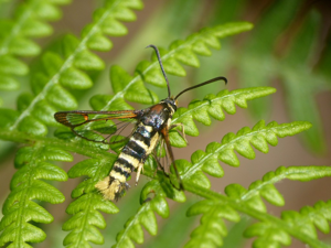 Sésie vespiforme (Synanthedon vespiformis) © Morvan Debroize