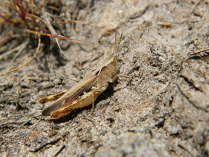 Chorthippus sp. (mollis ou biguttulus) © Morvan Debroize