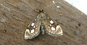 Anania coronata © F. Michalke