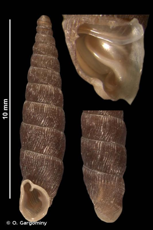 Clausilie commune (Clausilia bidentata abietina) © O. Gargominy