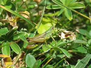 Criquet des pâtures (Pseudochorthippus parallelus parallelus) © S. Wroza
