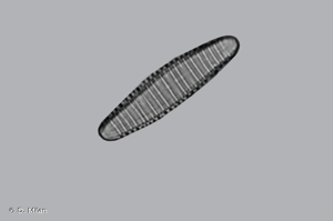Diatoma vulgaris © D. Milan