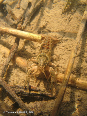 Écrevisse américaine (L') (Orconectes limosus) © Yannick LEDORÉ, FFAL