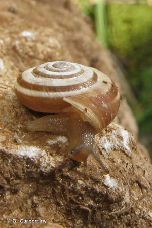 Hélicelle trompette (Helicella itala itala) © O. Gargominy