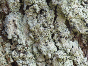 Diploicia canescens © Morvan Debroize