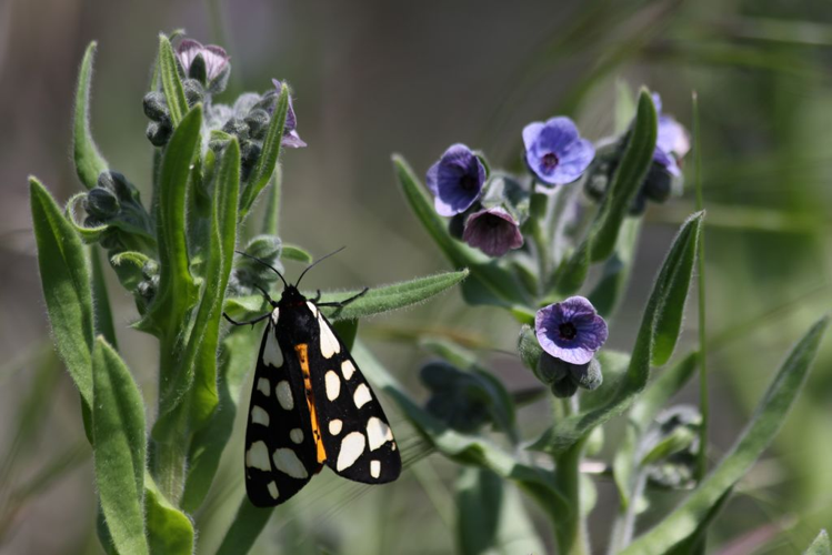 Ecaille fermière (Arctia villica) © Rémi Jardin