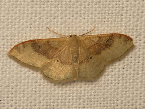 Acidalie dégénérée (Idaea degeneraria) © Sylvain Montagner