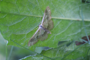 Acidalie détouornée (L') (Idaea aversata) © Gwenn Quérel
