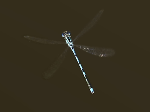 Agrion à longs cercoïdes (Erythromma lindenii) © Sylvain Montagner