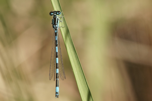 Agrion de Mercure (Coenagrion mercuriale) © Sylvain Montagner