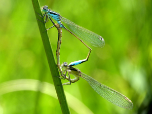 Agrion élégant (Ischnura elegans) - Accouplement (cur copulatoire) © Morvan Debroize