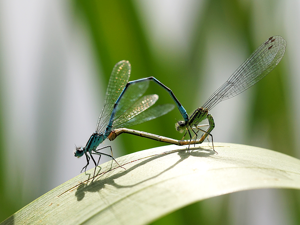 Agrion jouvencelle (Coenagrion puella), cur copulatoire © Sylvain Montagner