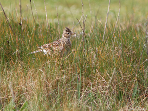 Alouette des champs (Alauda arvensis) © Michel Jardin