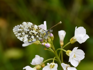 Anthocharis cardamines (femelle) verso © Marie-Ange Piet