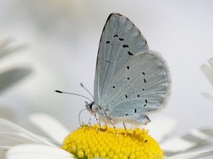 Azuré des Nerpruns (Celastrina argiolus) © Sylvain Montagner