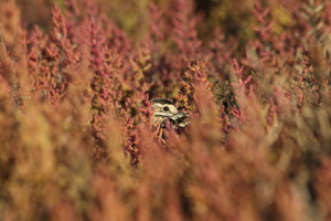 Bécassine des marais (Gallinago gallinago) © Rémi Jardin