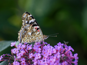 Belle-Dame (Vanessa cardui) © Marie-Ange Piet