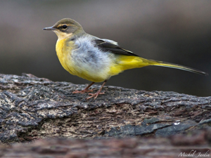 Bergeronnette des ruisseaux (Motacilla cinerea) - Age et sexe indéterminés © Michel Jardin