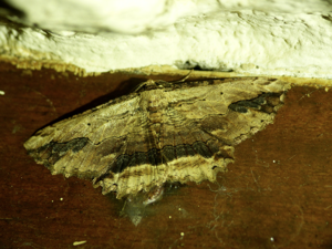 Boarmie pétrifiée (La) (Menophra abruptaria) © Morvan Debroize