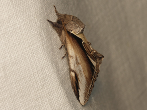 Bombyx Dictéoide (Pheosia gnoma) © Sylvain Montagner