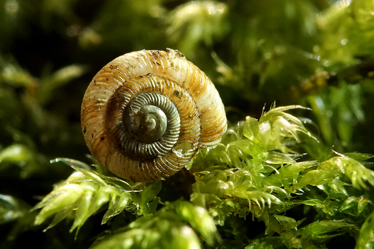 Bouton commun (Discus rotundatus) &copy; Sylvain Montagner