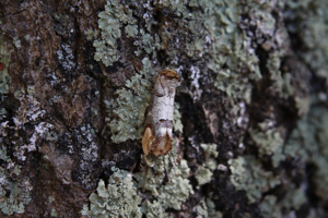 Bucéphale (Phalera bucephala) © Rémi Jardin