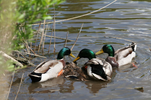 Canard colvert (Anas platyrhynchos) - accouplement © Rémi Jardin