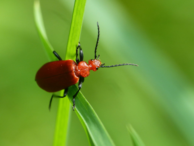 Cardinal à tête rouge (Pyrochroa serraticornis) © Morvan Debroize
