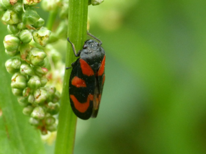 Cercopis vulnerata © Morvan Debroize