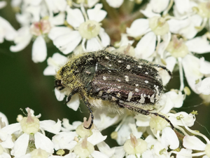 Cétoine grise (Oxythyrea funesta) © Sylvain Montagner