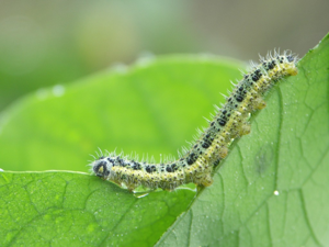 Chenille de Piéride du chou (Pieris brassicae) © Sylvain Montagner