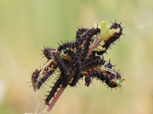 Chenilles de Paon du jour (Aglais io) © Sylvain Montagner