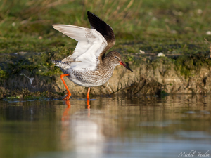 Chevalier gambette (Tringa totanus) © Michel Jardin
